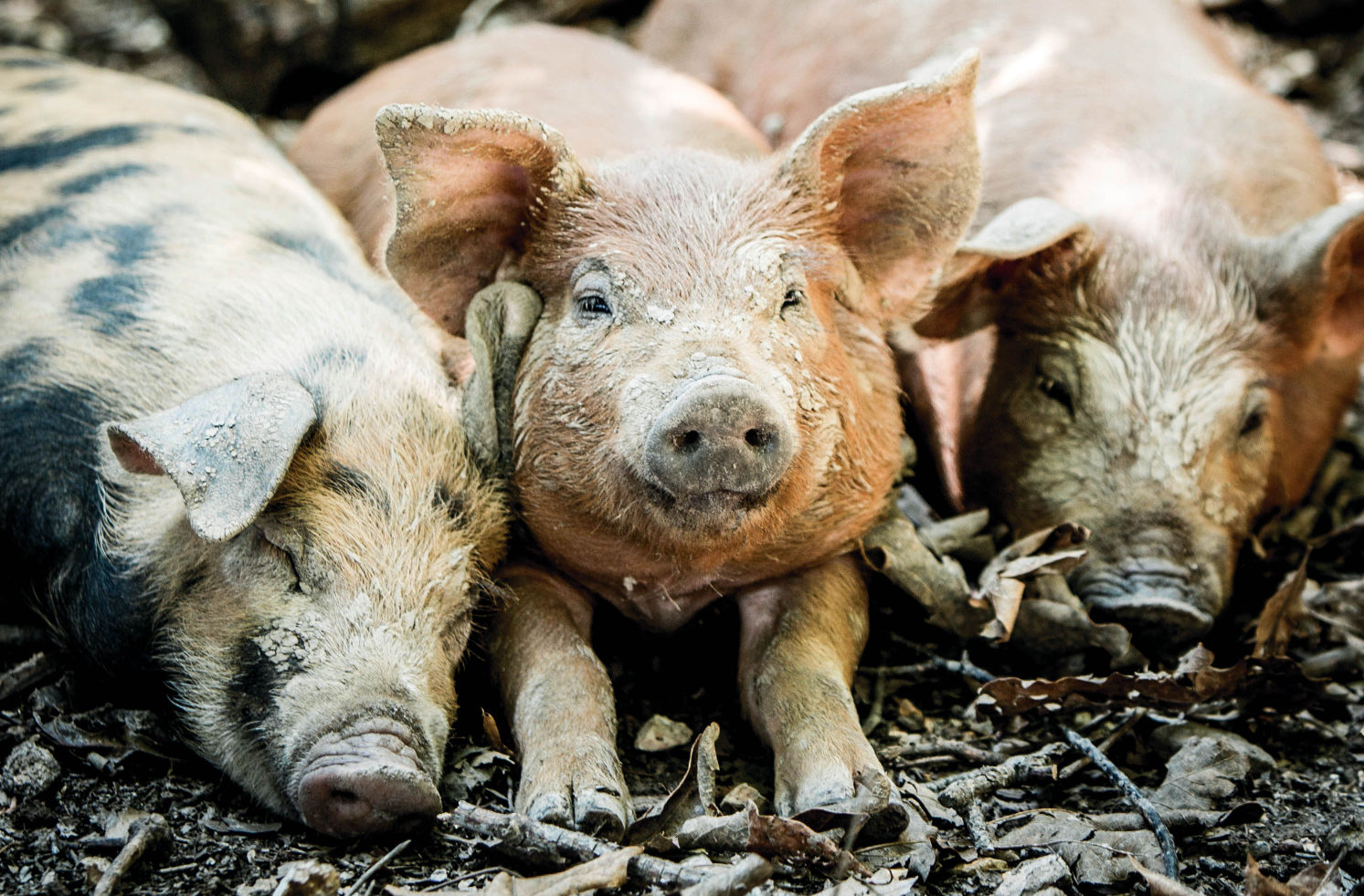 Circle B Ranch Pigs